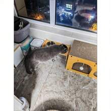 حامل أطباق الحيوانات الأليفة القابل للتعديل من الفولاذ المقاوم للصدأ، أطباق فردية/مزدوجة مضادة للانسكاب للقطط والكلاب، يحمي العمود الفقري، مناسب للحيوانات الأليفة الفردية والمتعددة