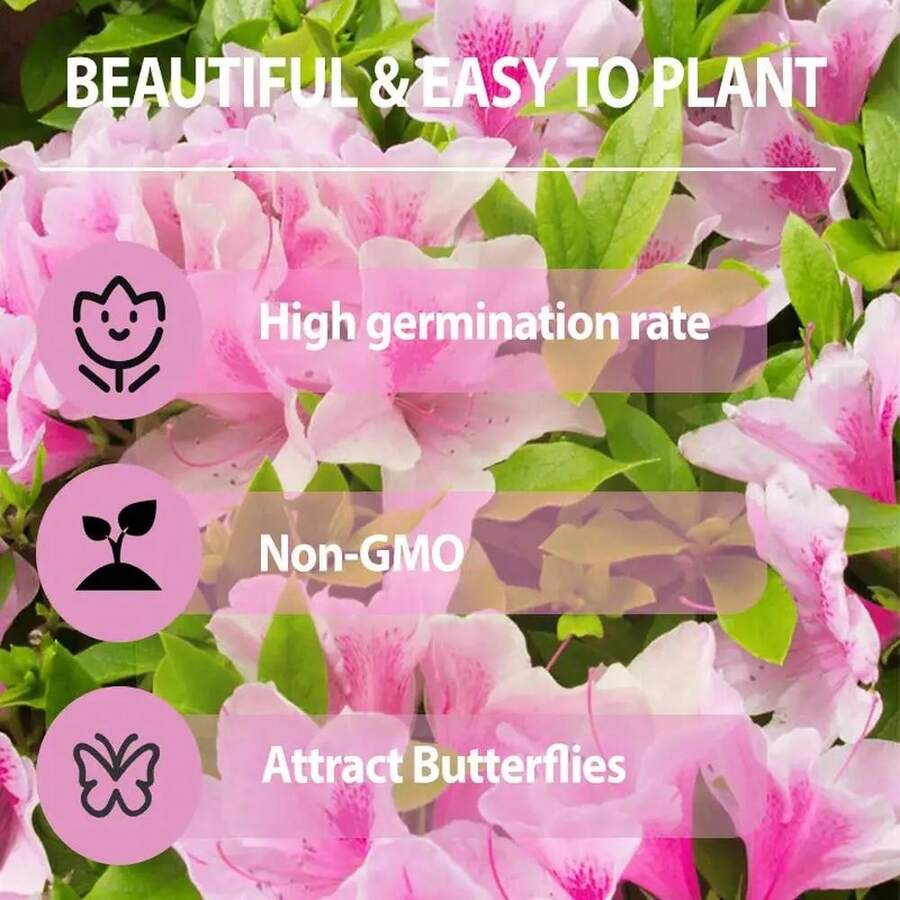 30+ semillas mixtas de azalea Rhododendron simsii para plantar colores vibrantes maceta jardín exterior fácil germinación resistente flores ornamentales decoración interior paisajismo primavera verano vivaz - SEMILLA - Ver 1