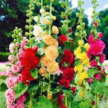 279 piezas de semillas de alcatraces para plantar, semillas de flores de colores mixtos, rojo intenso, rojo, rosa, amarillo y naranja, perfectas para crear tu propio mini jardín. - 279 piezas - Ver 3