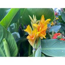 Paquete de 100 Semillas Premium de Canna Lily Classic Assortment Hummingbird Cannaceae - Variante 1 - Ver 4