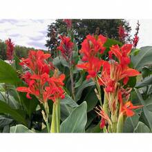 Paquete de 100 Semillas Premium de Canna Lily Classic Assortment Hummingbird Cannaceae - Variante 1 - Ver 1