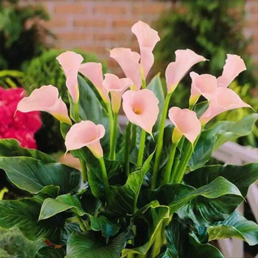 Flower Seeds - 176 - View 1