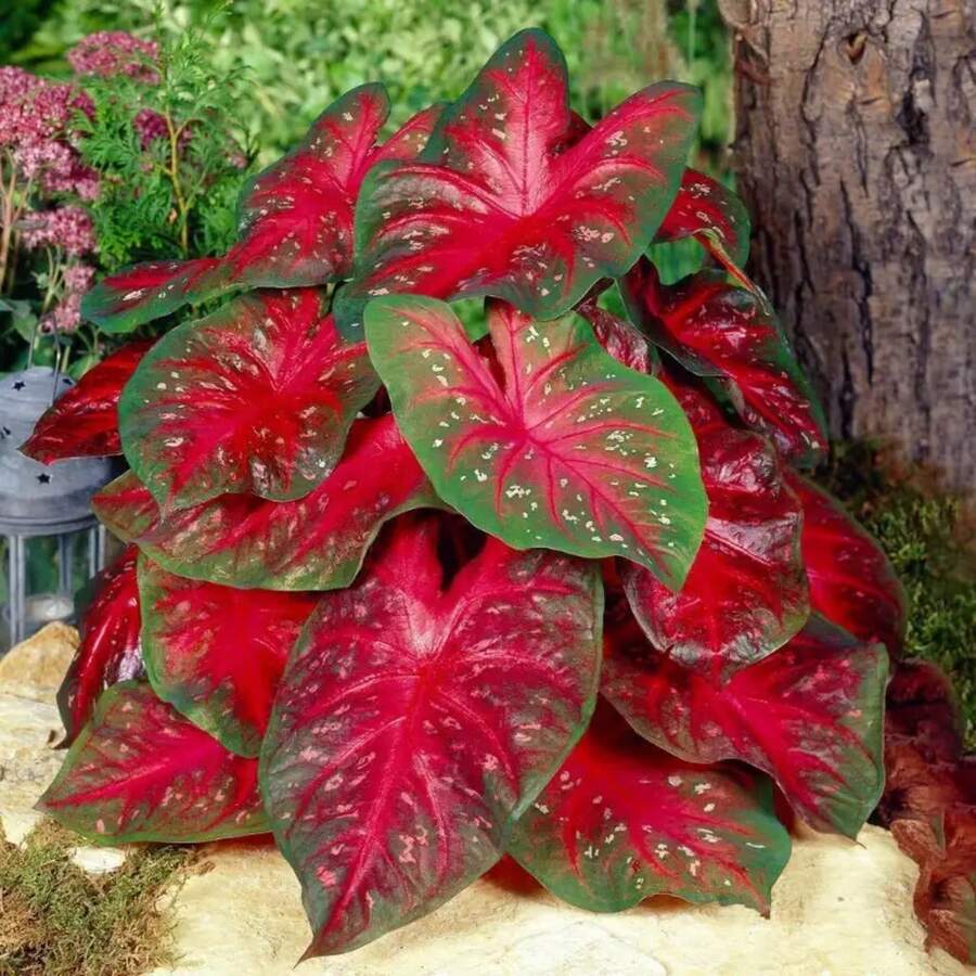 174 piezas de semillas de hosta, semillas de bonsái, flores perennes para el hogar, plantas de flores de interior, suministros de semillas para plantar árboles de jardín - 174 - Ver 1