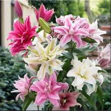 Almacén Local 200 piezas de flores en maceta de 4 pulgadas - Hermosas flores y pétalos - Fáciles de plantar y cultivar - Ideales para jardines exteriores y decoraciones de macetas - Flores en maceta de 4 pulgadas - Adecuadas para interiores y exteriores - Flores en maceta de 4 pulgadas - Adecuadas para interiores y exteriores - paquete de 500 - Ver 5