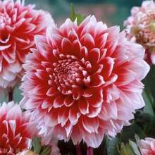 100 piezas de semillas de flor de dalia, semillas de árbol bonsái, semillas de dalia para plato de cena, plantas de dalias en el jardín del hogar, regalo DIY para tu familia - 1 paquete de semillas - Ver 3