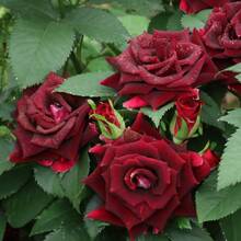 100 hermosas semillas de rosas negras, flores de color rojo oscuro, rosas elegantes y fragantes, ideales para jardines y ramos, resistentes y fáciles de cuidar, floración espectacular y duradera - 100 piezas/semillas - Ver 4
