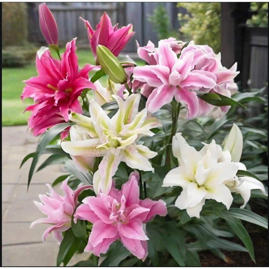 Almacén Local 200 piezas de flores en maceta de 4 pulgadas - Hermosas flores y pétalos - Fáciles de plantar y cultivar - Ideales para jardines exteriores y decoraciones de macetas - Flores en maceta de 4 pulgadas - Adecuadas para interiores y exteriores - Flores en maceta de 4 pulgadas - Adecuadas para interiores y exteriores - paquete de 500 - Ver 1