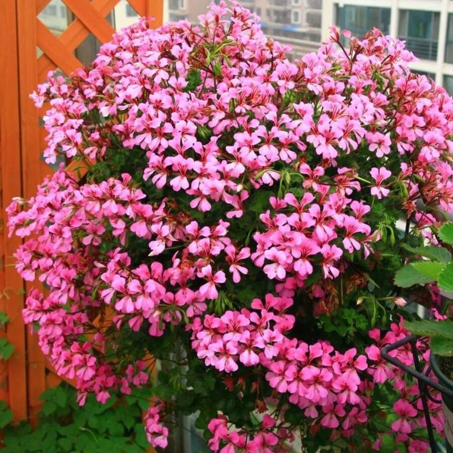 175 Piezas de Semillas de Rododendro Mixtas, Flores Coloridas, Adecuadas para Plantar en el Jardín - Semillas de Flores Perennes Tradicionales - 175 - Ver 1