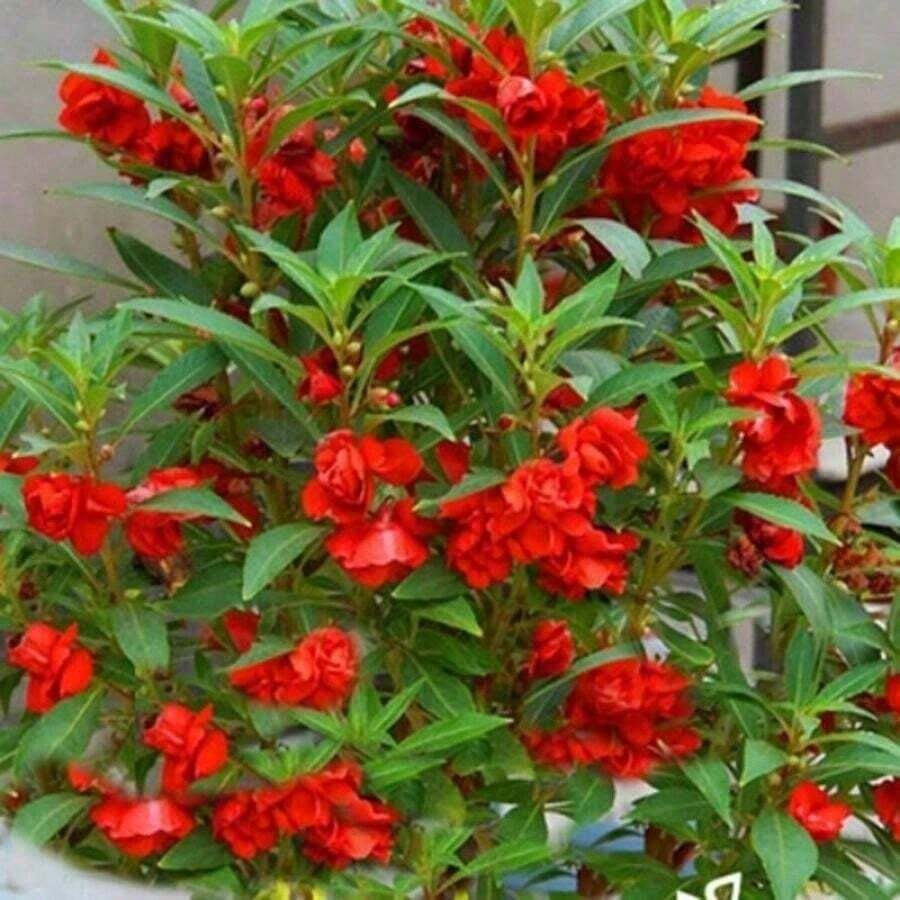 Colors Impatiens Flower Seeds 100pcs Stunning Mixed Suitable For Hanging Baskets And Planters - 1Gói - Xem 1