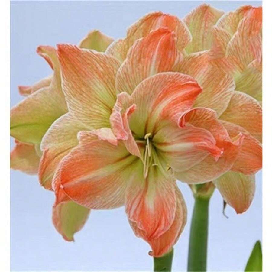 Bulbos de Amaryllis Vittata paquete de 2 plantas bulbosas floración espectacular jardín exterior e interior fácil cultivo flores grandes coloridas decoración natural regalo jardinería hogar - Variante 1 - Ver 1
