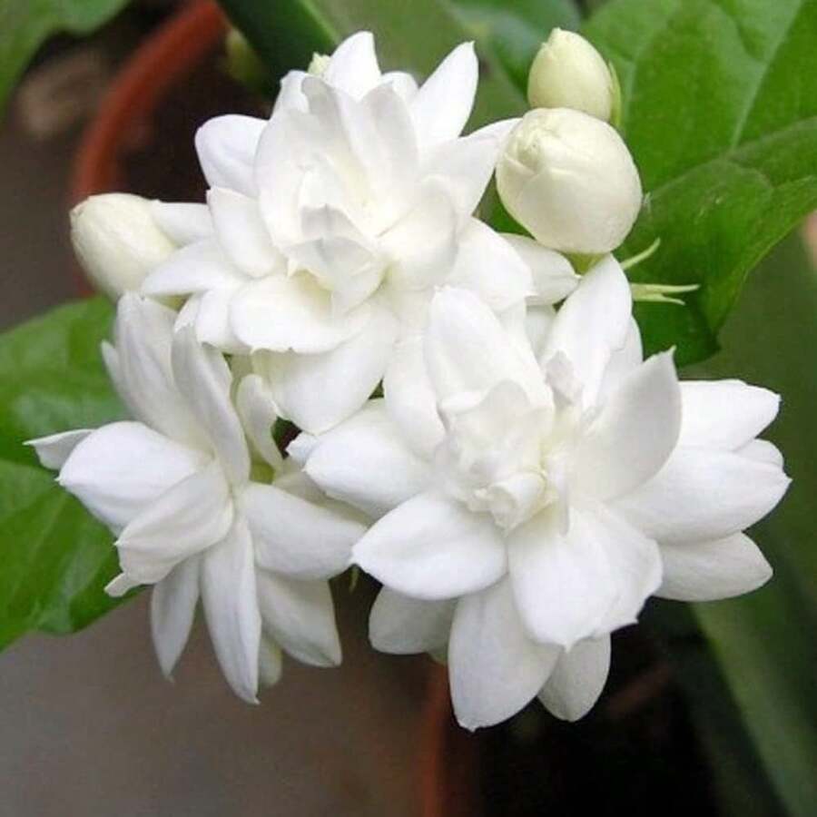 274 piezas de semillas de jazmín árabe, plantas tropicales exóticas perfumadas, fácil de cultivar en jardines y macetas, flores aromáticas duraderas, resistentes al clima, ideales para decoración interior y exterior o regalos de jardinería - 274 piezas - Ver 1