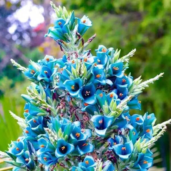 100-500 Semillas de Torre Azul Seleccionadas al Azar Se Usan para Cactus de Floración Rara, Haciéndolos un Excelente Regalo para Entusiastas de las Plantas