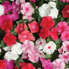 100 semillas anuales de vinca periwinkle, mezcla pacifica para plantar, cubierta de suelo, flores decorativas para jardín, exterior y maceta, resistente clima cálido - 100 piezas - Ver 4
