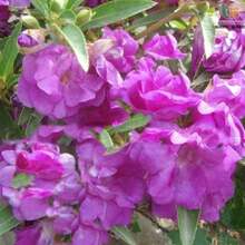 Colors Impatiens Flower Seeds 100pcs Stunning Mixed Suitable For Hanging Baskets And Planters - 1Gói - Xem 8