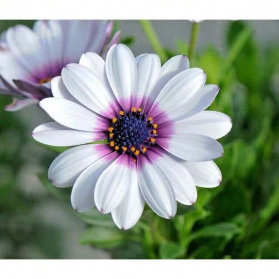 Almacén Local perfume Semillas de Lirio, Semillas de Flores de Doble Fragancia para las Cuatro Estaciones, Semillas de Lirio, Macetas - paquete de 500 - Ver 1