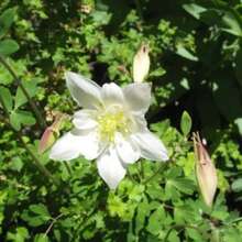 172 piezas de semillas de Queen Fresh Silver Aquilegia Caerulea, semillas de flores blancas para exteriores, regalo de calidad para suministro especial, flores, plantas, horticultura, naturaleza - 172 - Ver 5