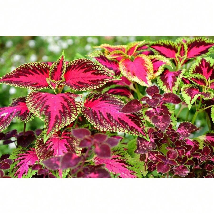 215 piezas de semillas de Dioscorea de colores arcoíris para plantar - semillas de flores anuales, compactas y fáciles de cultivar con hojas dentadas, ideales para sombra, macetas, bordes y jardines - 215 - Ver 1