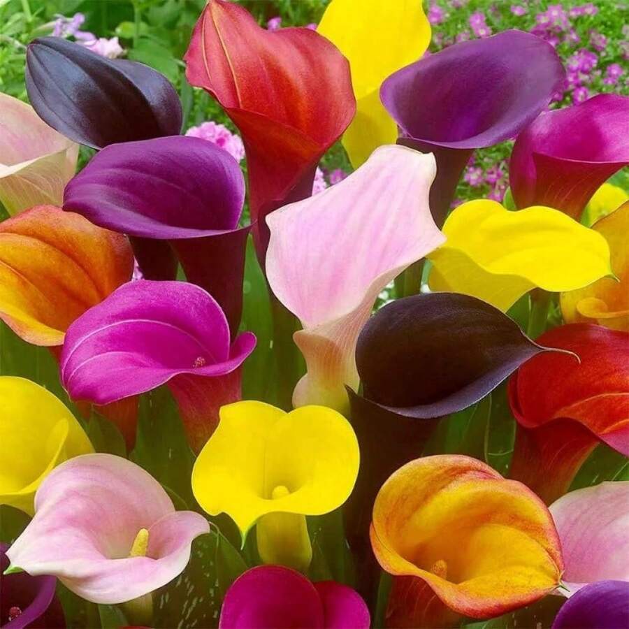 174 piezas de semillas de lirio de cala para plantar al aire libre, semillas de colores mixtos, semillas grandes y saludables para plantar en interiores o exteriores - 174 - Ver 1