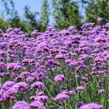 300 piezas de semillas de flor de Verbena Bonariensis para plantar - Perfectas para siembra de primavera, perennes, resistentes a la sequía, flores fragantes para un jardín o patio trasero impresionante - 300 semillas - Ver 2
