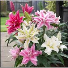 Almacén Local 200 piezas de flores en maceta de 4 pulgadas - Hermosas flores y pétalos - Fáciles de plantar y cultivar - Ideales para jardines exteriores y decoraciones de macetas - Flores en maceta de 4 pulgadas - Adecuadas para interiores y exteriores - Flores en maceta de 4 pulgadas - Adecuadas para interiores y exteriores - paquete de 500 - Ver 4