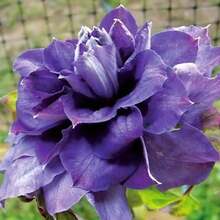 Semillas de Flor de Clemátide Doble Púrpura Heirloom 100+ - Impresionante Exhibición Floral Ornamental Perenne para su Jardín - un paquete - Ver 2
