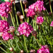 133 piezas de semillas de lirio de playa YEGAOL - Resistentes a la sal y al frío, adecuadas para jardines y plantas en macetas - Hermosas plantas bajas que atraen abejas y mariposas - 133 - Ver 1