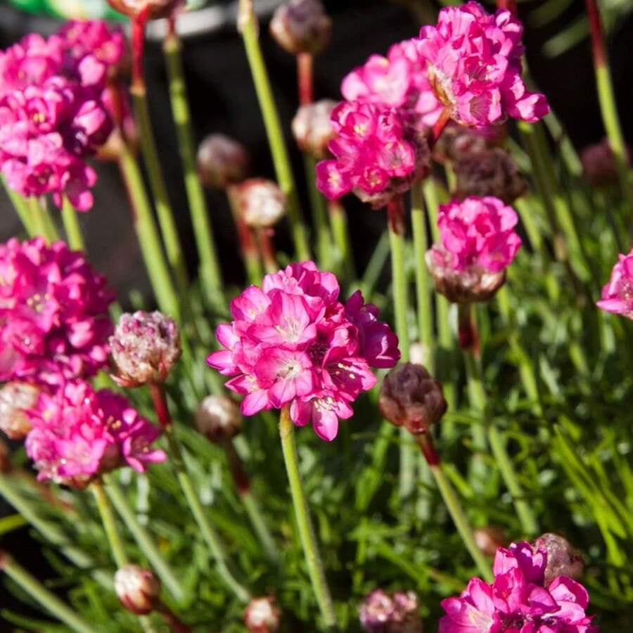 133 piezas de semillas de lirio de playa YEGAOL - Resistentes a la sal y al frío, adecuadas para jardines y plantas en macetas - Hermosas plantas bajas que atraen abejas y mariposas - 133 - Ver 1