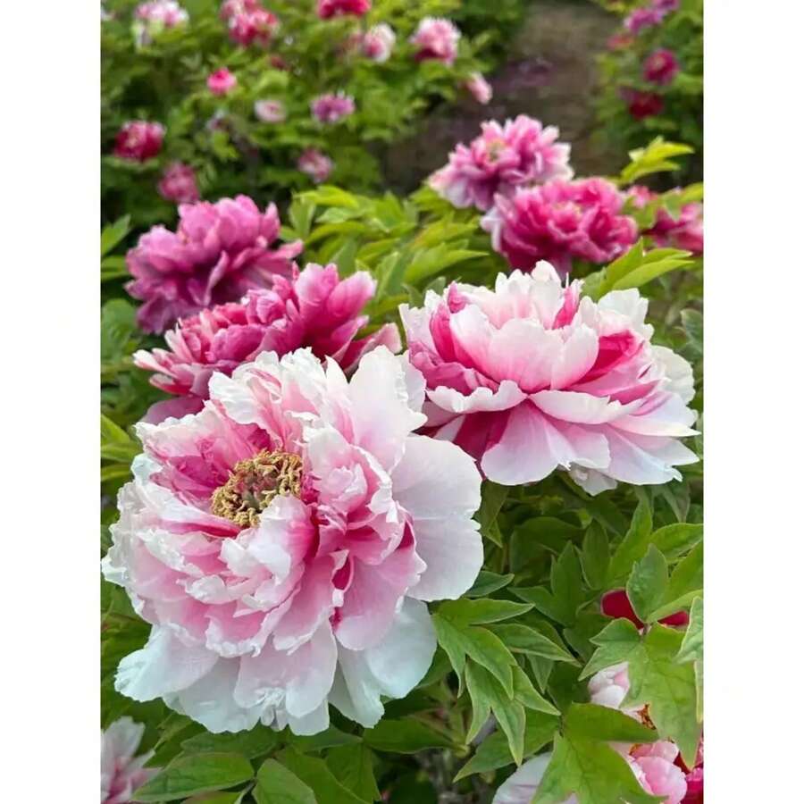 600PCS Dahlia pinnata y peonía---Cada paquete con etiqueta de nombre de producto - 600 piezas - Ver 1