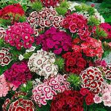 200 piezas de tabletas bicolor Dianthus Dwarf Mix, semillas no transgénicas, racimos Sweet William, para jardín ornamental, fácil cultivo, flores perennes coloridas, naturaleza decoración ecológica hogar - SEMILLA - Ver 4