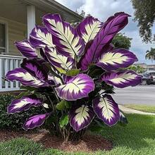 100 Pieces Hosta Seeds, Home Flower Seeds, Flowers, Natural Plants, Nursery, Seeds, Indoor Growth And Planting, Perennial, Cold-Resistant And Suitable For All Seasons, Ideal For DIY Gardens, Home Gardens, Flower Pots And Courtyards - An Ideal Gardening Gift - 100粒種子 - 查看 1