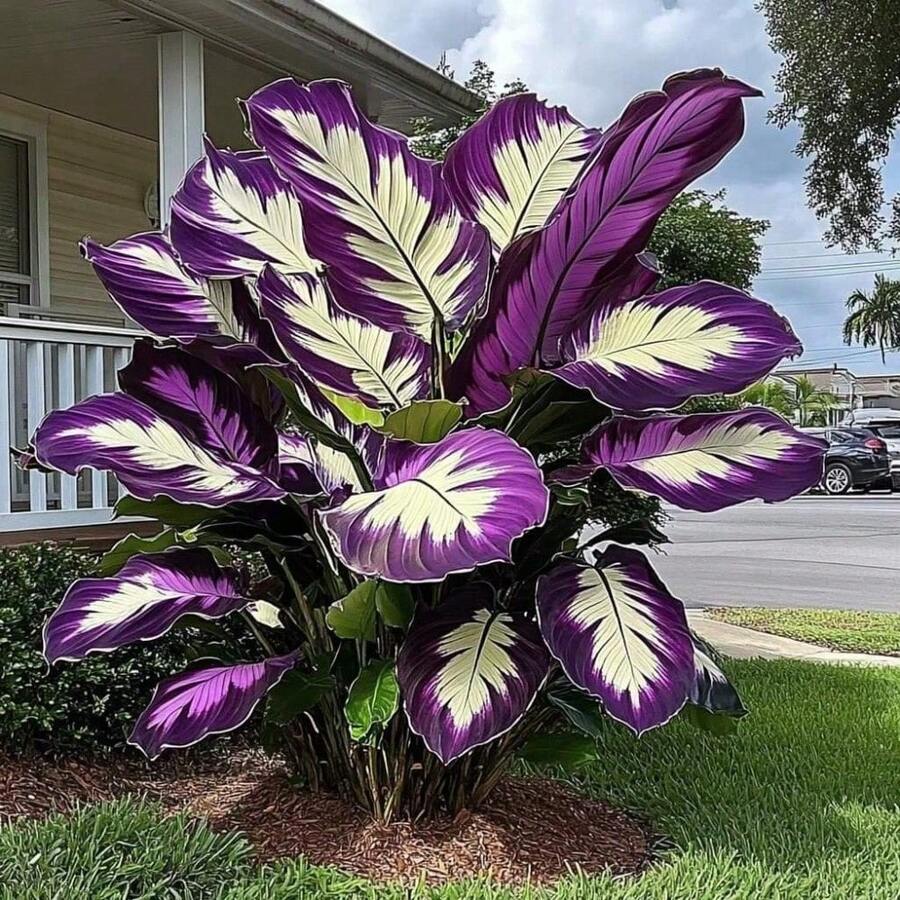100 Pieces Hosta Seeds, Home Flower Seeds, Flowers, Natural Plants, Nursery, Seeds, Indoor Growth And Planting, Perennial, Cold-Resistant And Suitable For All Seasons, Ideal For DIY Gardens, Home Gardens, Flower Pots And Courtyards - An Ideal Gardening Gift - 100粒種子 - 查看 1