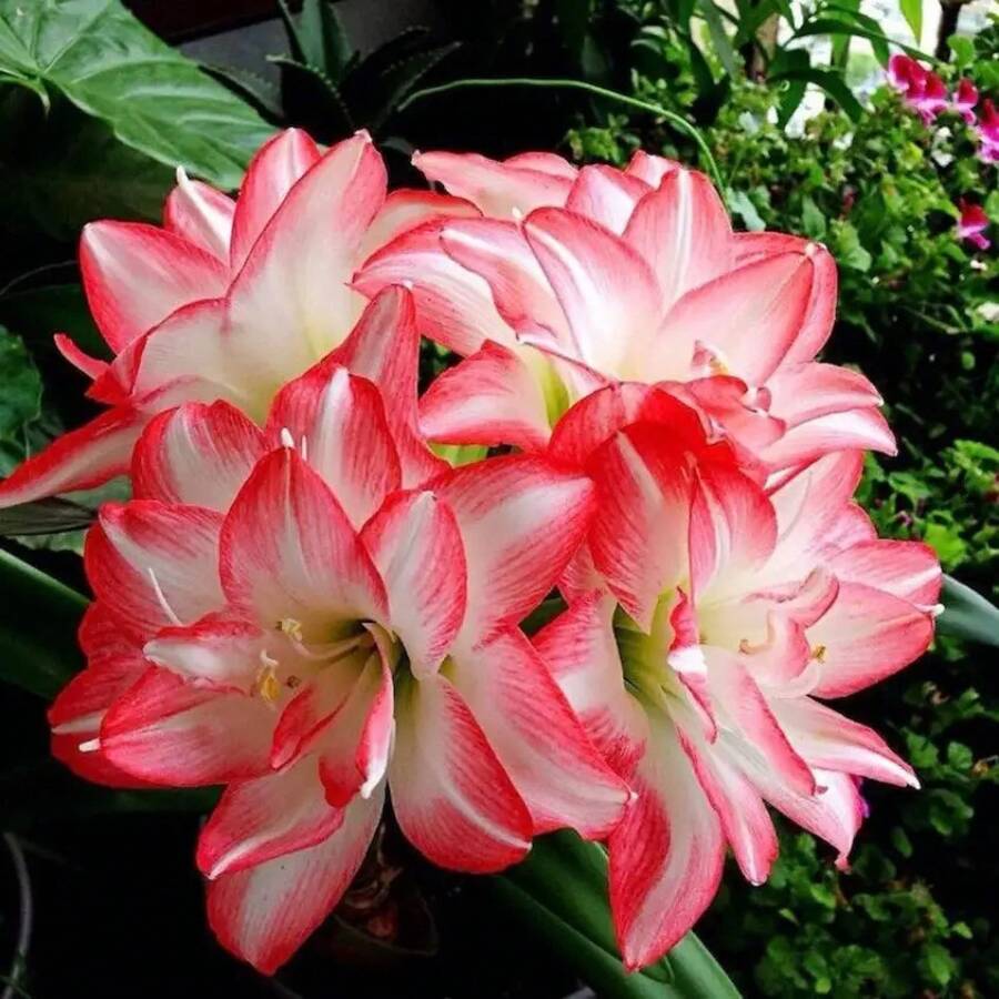 220 piezas de semillas de amarilis vittata B-bulbos flores ornamentales jardín fácil cultivo alta germinación resistente variedad exótica colorido alegría hogar exterior interior - 220 piezas - Ver 1