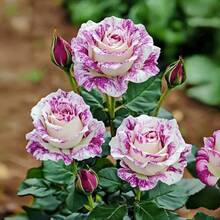 Semillas de Rosa Premium Alta Tasa de Germinación Plantación Interior Exterior Resistente a la Sequía Apto para Polinizadores Flores Heirloom Perfectas para Regalos - 100 piezas/semillas - Ver 1