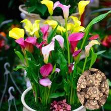 150 bulbos de lirio Kara de colores importados, plantas en maceta, flores de interior de cuatro estaciones, plantas de floración fáciles de cultivar, perennes - 150 piezas - Ver 2