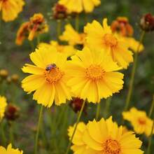 266 piezas de semillas de flores amarillas tempranas - 266 - Ver 2
