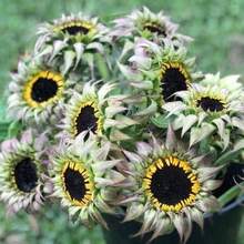 218 piezas de semillas de girasol, promociones de  de plantas, semillas de vegetales, propietario - 218 piezas - Ver 5