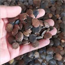 100 Pieces Hosta Seeds, Home Flower Seeds, Flowers, Natural Plants, Nursery, Seeds, Indoor Growth And Planting, Perennial, Cold-Resistant And Suitable For All Seasons, Ideal For DIY Gardens, Home Gardens, Flower Pots And Courtyards - An Ideal Gardening Gift - 100粒種子 - 查看 4