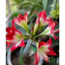 256 piezas de semillas de amarilis - una flor que parece llamas ardientes, una hada de balcón con flores grandes y coloridas - 256 - Ver 1