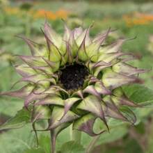 218 piezas de semillas de girasol, promociones de  de plantas, semillas de vegetales, propietario - 218 piezas - Ver 1