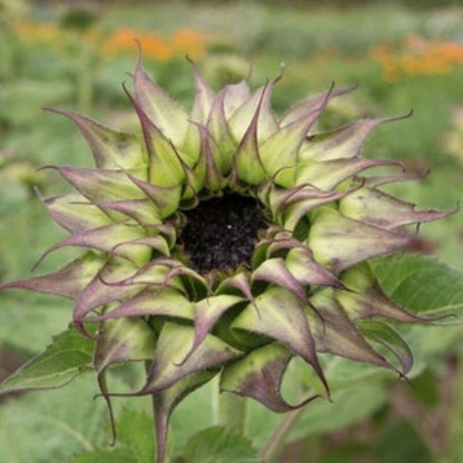 218 piezas de semillas de girasol, promociones de de plantas, semillas de vegetales, propietario - 218 piezas - Ver 1