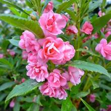 Flower Seeds - 165 - View 5
