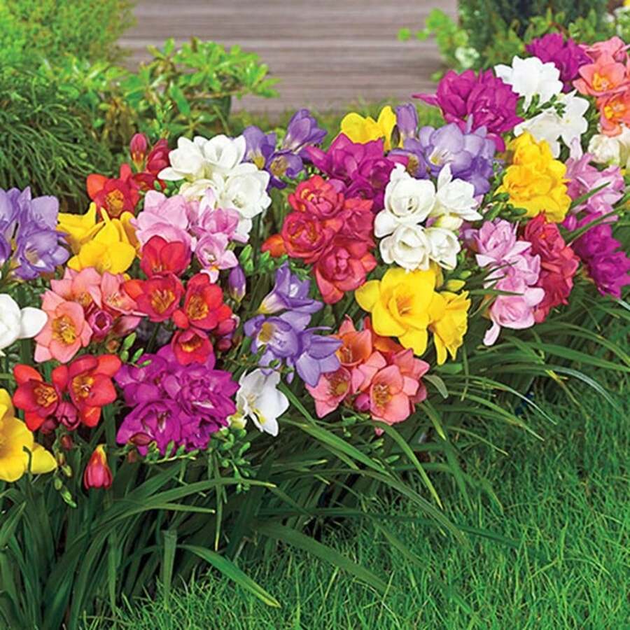 Freesia Flow.werss para Cultivo, Mezcla Individual -120 PCS Semillas - 120 semillas - Ver 1