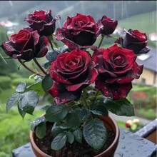 100 hermosas semillas de rosas negras, flores de color rojo oscuro, rosas elegantes y fragantes, ideales para jardines y ramos, resistentes y fáciles de cuidar, floración espectacular y duradera - 100 piezas/semillas - Ver 2