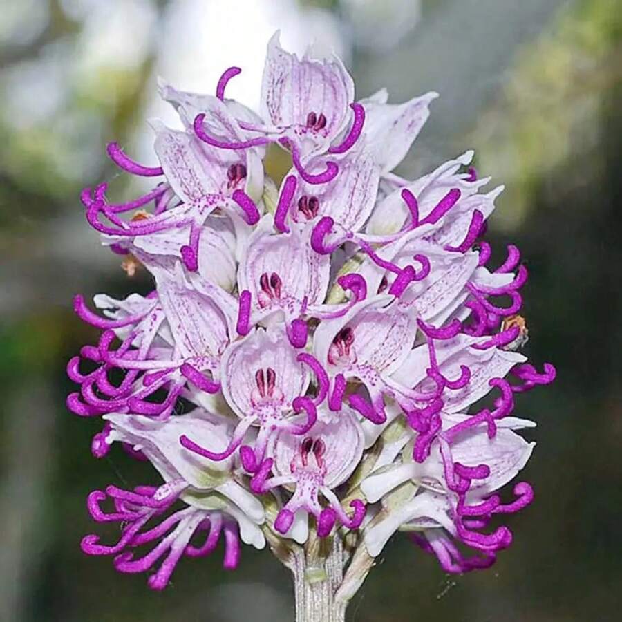 198 piezas de semillas de orquídeas raras y desnudas, herencia floral única y espléndida, especies florales, plantas de interior fascinantes, plantas de jardín de sombra - 198 - Ver 1