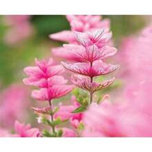 210 piezas de semillas mixtas de salvia Clark (salvia) - 210 - Ver 6