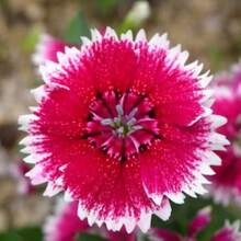 200 Semillas de Flores de Dianthus Rosa China - 200 piezas - Ver 1