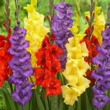 1000 piezas de bulbos de gladiolo, colores mixtos, lirio espada fácil de cultivar, flores perennes ideales para jardín o macetas, resistentes, gran floración y variedad decorativa para paisajismo y arreglos florales - 1000 piezas - Ver 3