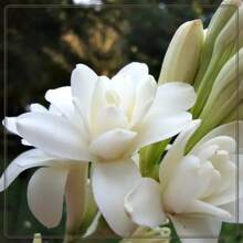 238 piezas de bulbos de flor de tuberosa blanca fragante de doble perla adecuados para cultivo en interiores o exteriores - 238 - Ver 1