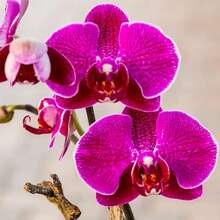144 piezas de semillas de orquídea Grimace para amantes de las orquídeas - 144 piezas - Ver 6