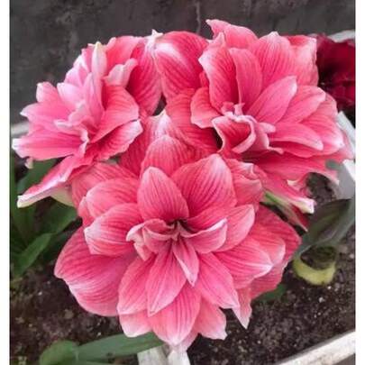 342 piezas de semillas, 2 bulbos de Amaryllis Vittata, FW95210-105, floración espectacular, fácil cultivo, bulbos calidad vivero, plantas de jardín